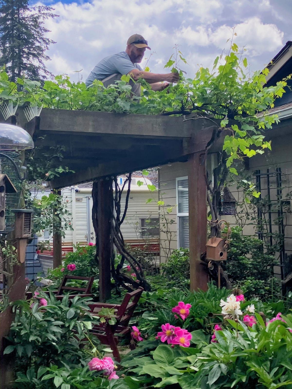 Nathan pruning grapevine trained over a garden pergola, surrounded by peonies in bloom